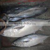 Frozen Bonito Canned Food