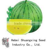 Huangjiao Round Shape Yellow Flesh Hrbrid f1 Watermelon Seeds