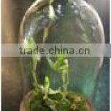 Glass Domes Bell Jars thumbnail-1