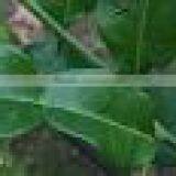 Organic Fresh Kaffir Lime Leaves Grade A thumbnail-2