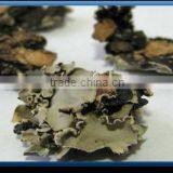 Stone Flower. thumbnail-1