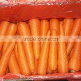 Chinese Fresh Carrot thumbnail-1