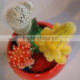 Mini Tropical Plants Cactus thumbnail-5
