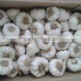 Ready Stock Fresh Garlic Natural Garlic White Garlic thumbnail-1