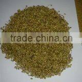 Fresh Coriander thumbnail-5