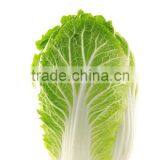 High Quality Fresh Organic Cabbages Good Price Chinese Cabbage for Sale thumbnail-2