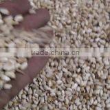 Safflower Seed thumbnail-4