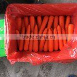 Sweet Taste Good Quality Fresh Carrot From Shandong thumbnail-2
