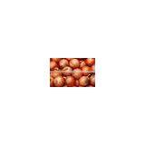CELEBRITY EGYPTIAN CROP FRESH ONION GOOD PRICE thumbnail-6