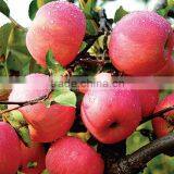 Fresh qinguan apple