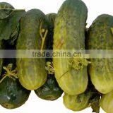 Vietnam Fresh Baby Pickled Cucumbers in Jar 3-6cm in Glass Jar 720ml or 1500ml by HAGIMEX thumbnail-4