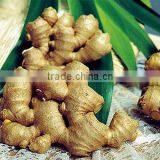 100% Natural Quality of Ginger Oil thumbnail-1