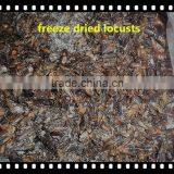 High Protein Microwave Dried Crickets thumbnail-6