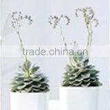 Glazed Decorative Square Plastic Flower Pots thumbnail-2