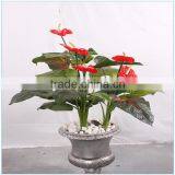 Fake Flower Plant Wholesale Bonsai Plants Plastic Anthuriums Plants for Sale thumbnail-3