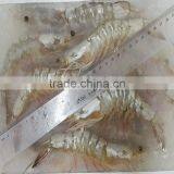Frozen Vannamei White Shrimp thumbnail-2