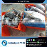 FRESH FROZEN SKIPJACK TUNA WHOLE ROUND thumbnail-3