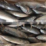 Wholesale Bonito Tuna From China thumbnail-1