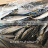 Frozen Fish Pacific Mackerel