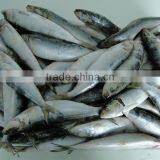 Frozen Fish Frozen Sardine 70 thumbnail-1