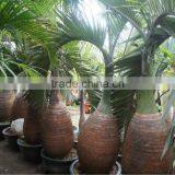 Hyophorbe Lagenicaulis ( Bottle Palm) for Landscaping thumbnail-1