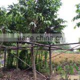 Lagerstroemia Speciosa Flower Plants thumbnail-5