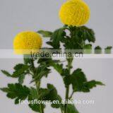 Tropical Chrysanthemum Pompon Mum Yellow Flower For The Elders thumbnail-4