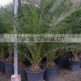 Phoenix Canariensis From 80/100 in 5 Liters Pot thumbnail-2