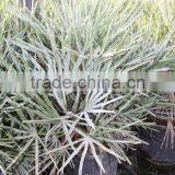 Chamaerops Humilis Cerifera thumbnail-6