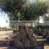 Olive Tree "Lechin"- Olea Europaea "Lechin Ejemplar" thumbnail-2