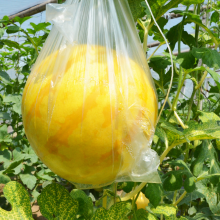 Good Flavor Hybrid Golden Yellow Rind Watermelon Seed thumbnail-5