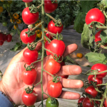 Hot Sale Processing Type Tomato Seed for Planting