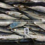 Landing Frozen Horse Mackerel With Size 60 - 80 thumbnail-3