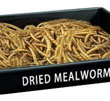 Mealworm or Sale Mealworm Manufacturer Farming Mealworm Feed Supplier Mealworm Protein Powder