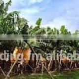 Fresh Banana thumbnail-5