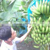 VIETNAM BEST QUALITY FRESH CAVENDISH BANANA thumbnail-1