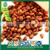 Bulk Opener Dead Sea Salt Open Pine Nuts in Shell thumbnail-4