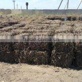 Licorice Root Exporters From India thumbnail-4