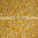 Frozen sweet corn kernel IQF sweet corn kerel non GMO