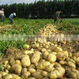 Fresh Potato/holalnd Potato/potato Supplier thumbnail-1