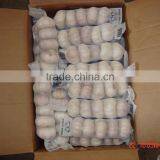 YUYUAN Brand Hot Sail Fresh Garlic Black Garlic Extract thumbnail-2