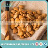 Bulk Apricot Kernel Nut / Name of Dried Fruit Seed