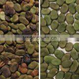 Fava Bean Color Sorter thumbnail-2