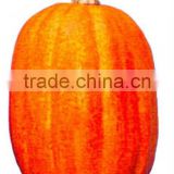 NEW DESIGN---2011 Hot-Selling Natural Popular large plastic pumpkins
