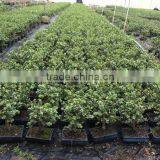 Portulacaria Afra ( Jade Plant) Bonsai thumbnail-1