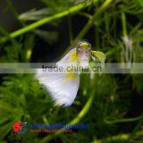 Guppy Fish Farm for Sale/ Aquarium Fish thumbnail-3