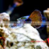 Guppy Fish XXL Size for Aquarium Fish Export thumbnail-6