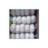 Pure White Garlic-1204 thumbnail-1