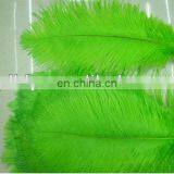 large green 60-65cm ostrich feather from south Africa