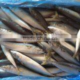 Best Quality Frozen Fish Pacific Mackerel From Shidao thumbnail-2